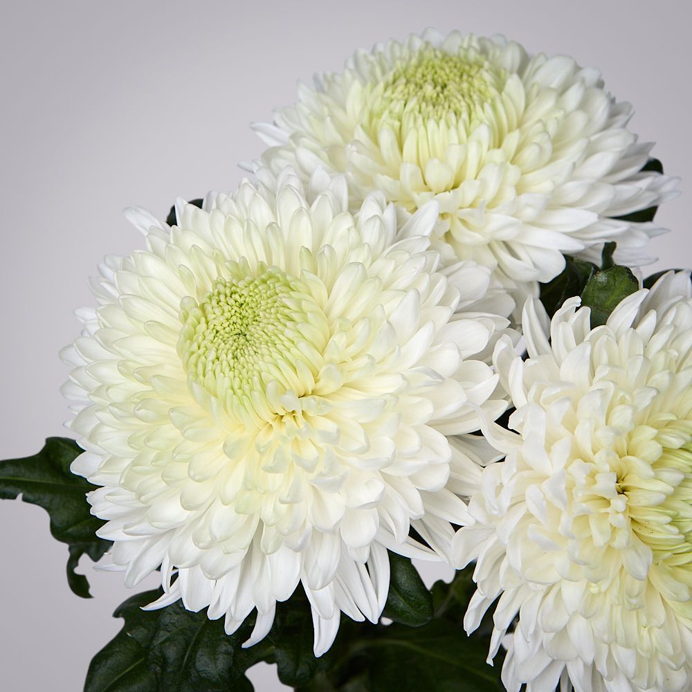 монобукет из 3 белых хризантем magnum под ленту 