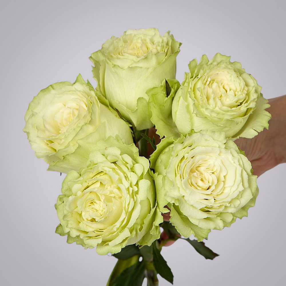 монобукет 5 пионовидных роз "lemonade" под ленту 