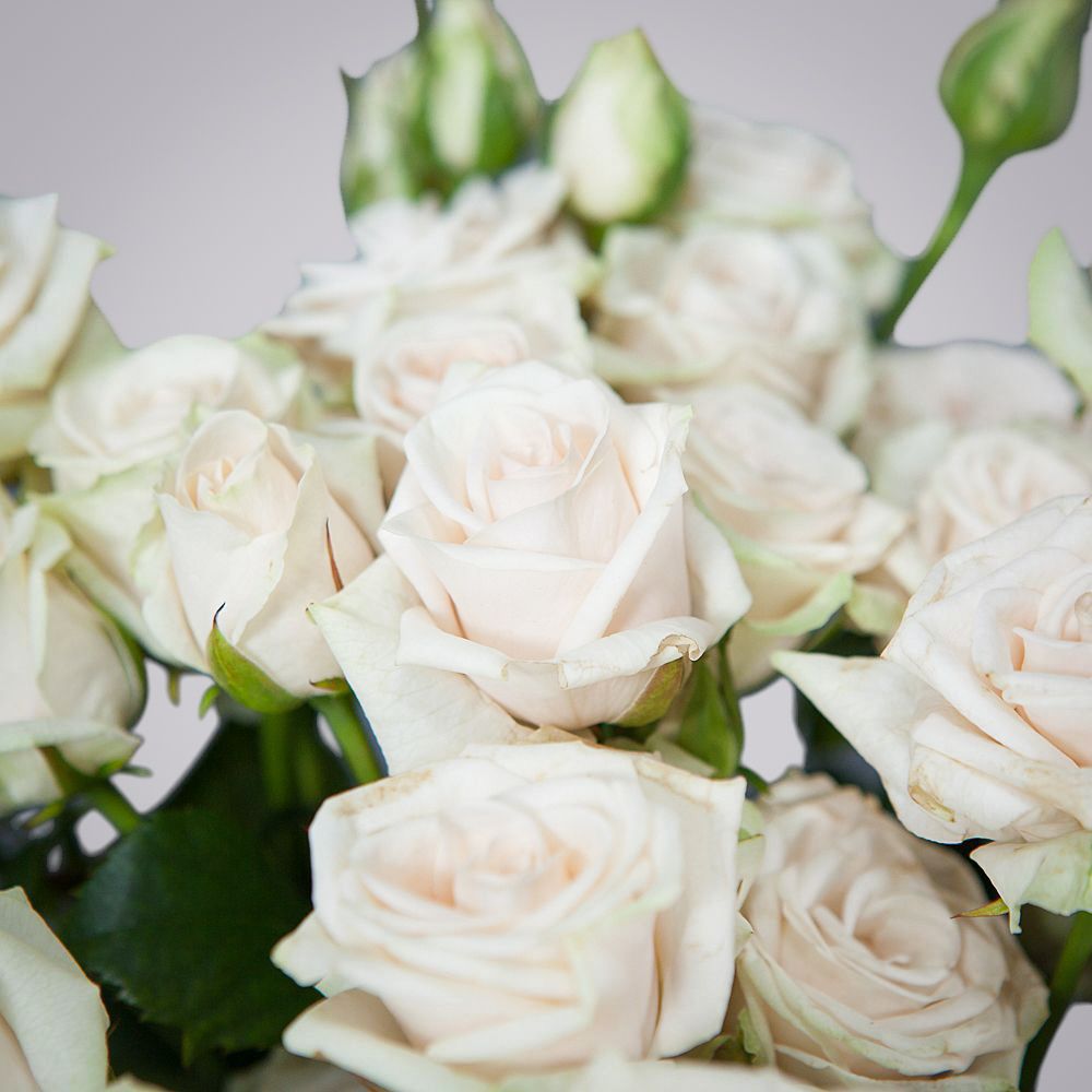 монобукет 9 роз "porcelaine" под ленту 