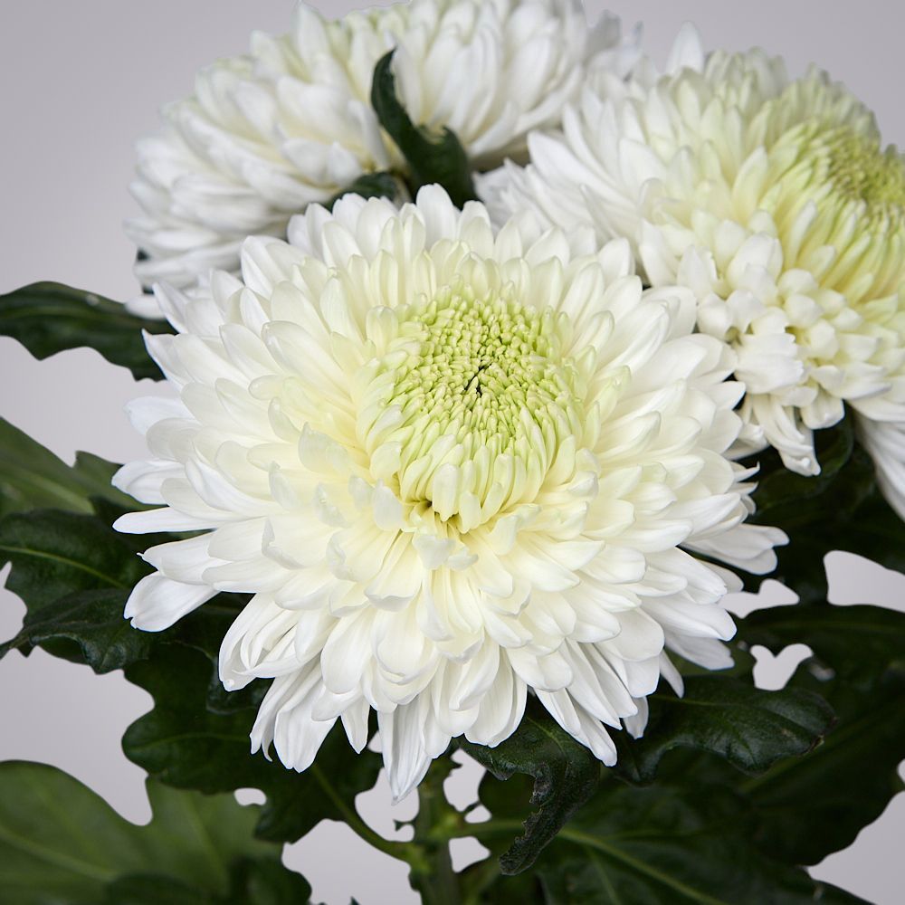 монобукет из 3 белых хризантем magnum под ленту 