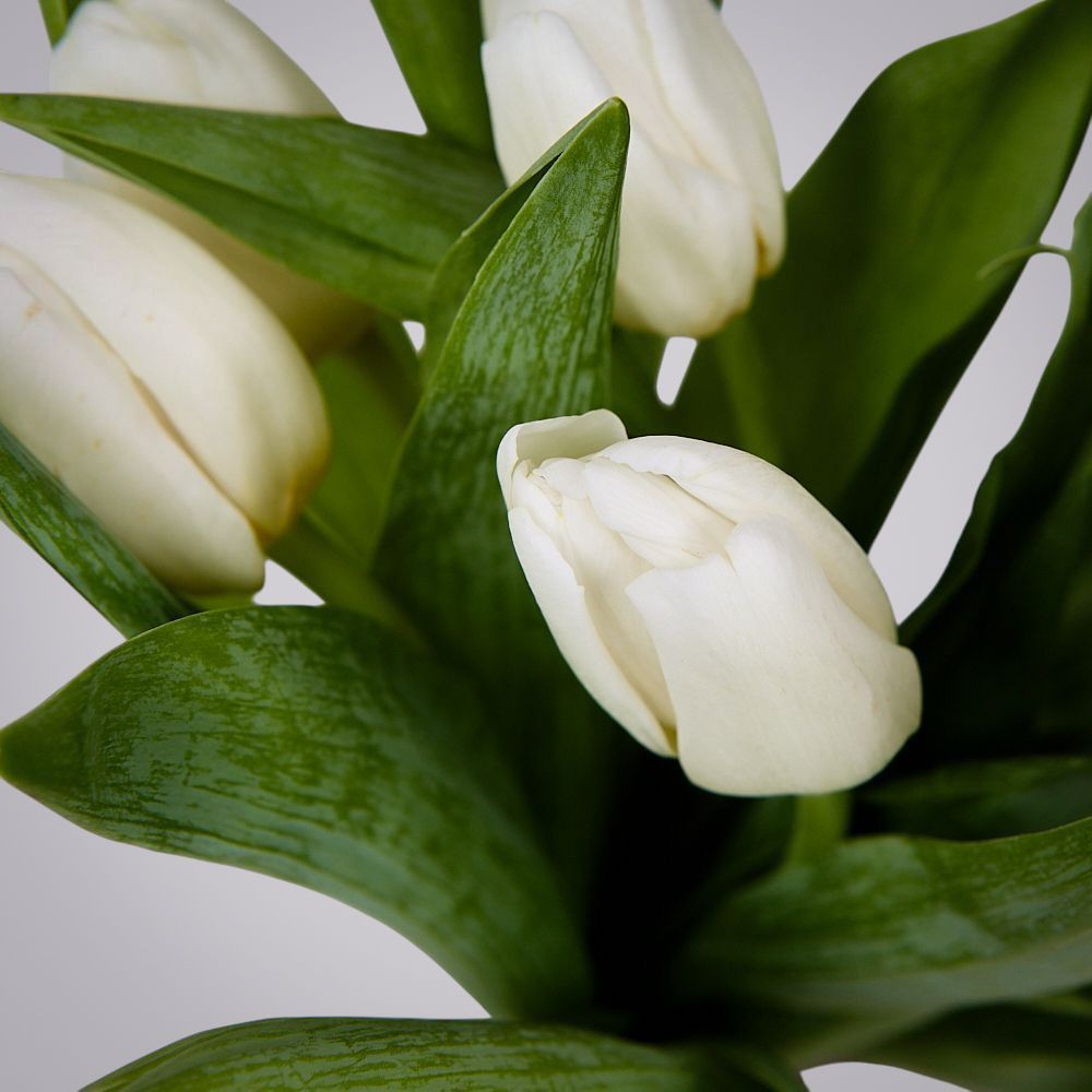 монобукет из 11 белых тюльпанов в упаковке 