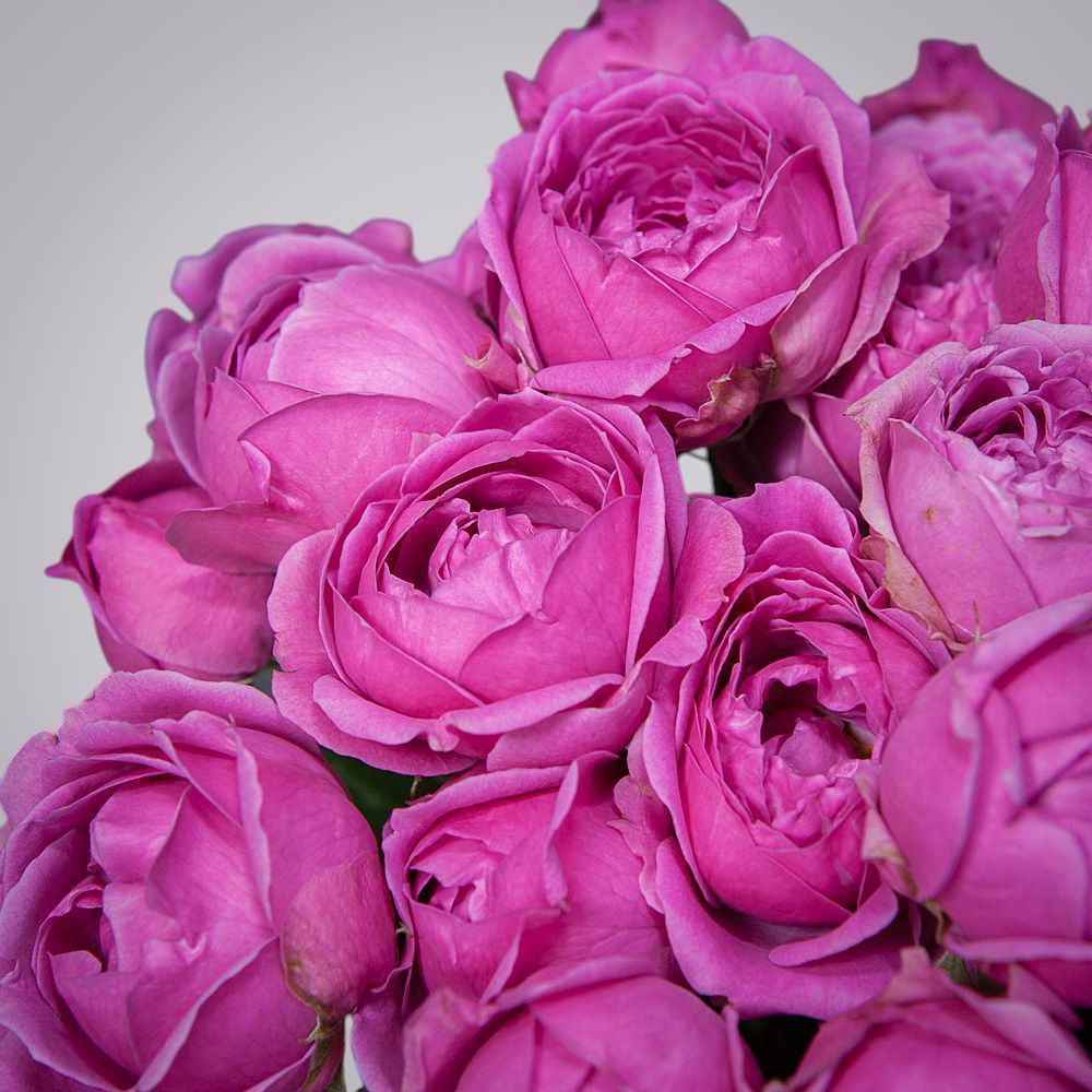 монобукет 9 кустовых роз misty bubbles под ленту 