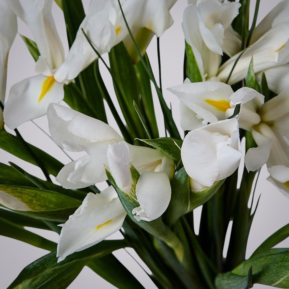 монобукет из 19 белых ирисов 