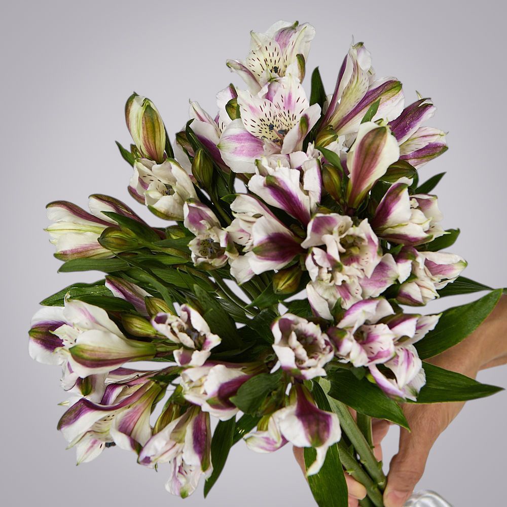 монобукет из 5 альстромерий под ленту  