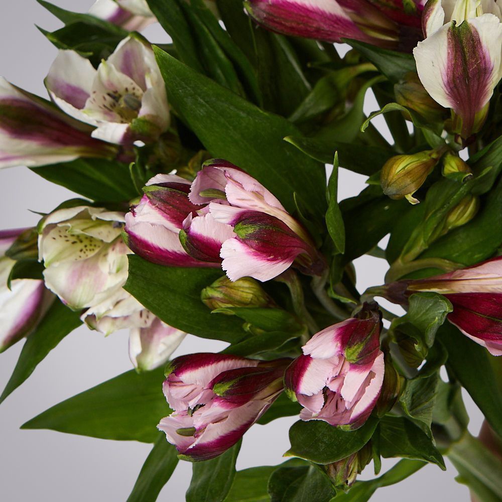 монобукет из 5 альстромерий микс под ленту 