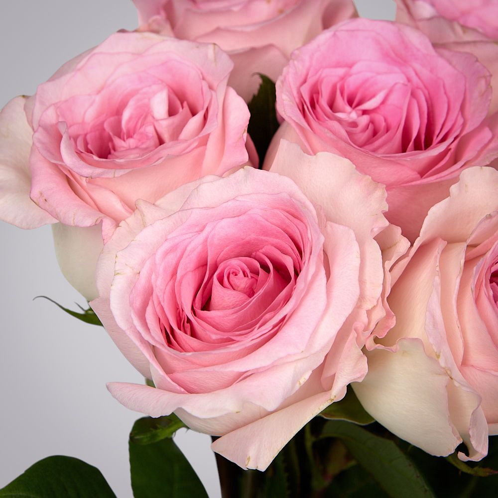 монобукет 7 пионовидных роз "mandala" под ленту 