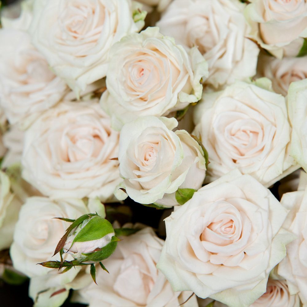 монобукет 25 кустовых роз "porcelaine" в упаковке 