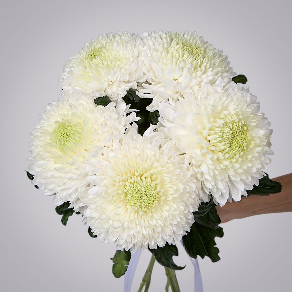 монобукет из 5 белых хризантем magnum под ленту 