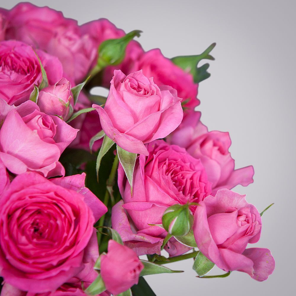 монобукет 5 роз "pink dimension" под ленту 