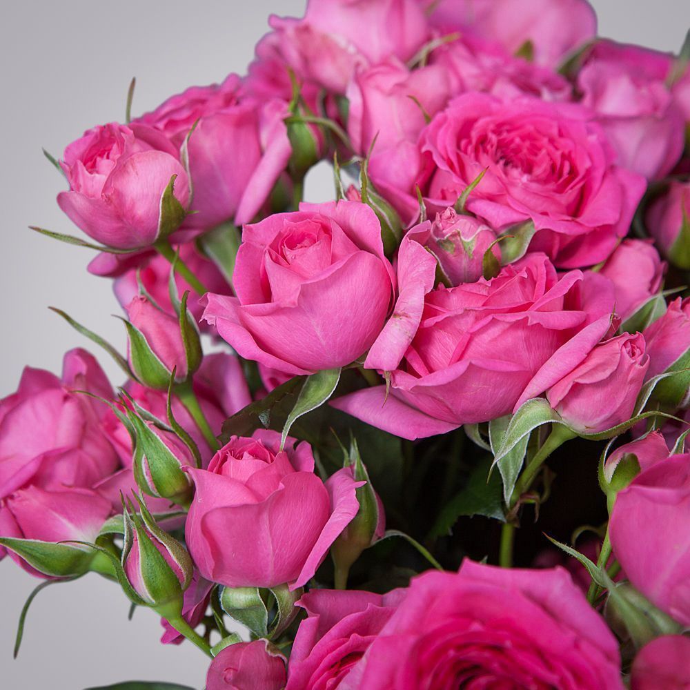 монобукет 9 роз "pink dimension" под ленту 