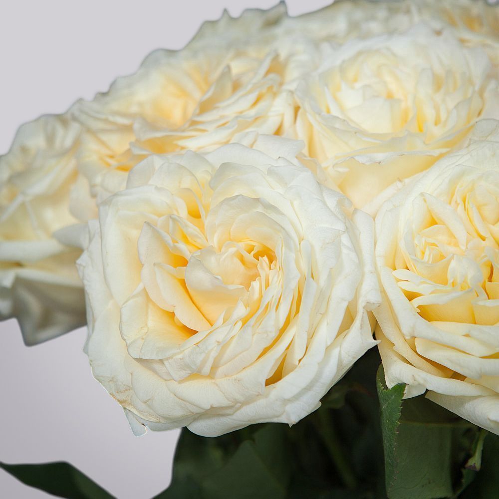 монобукет из 25 пионовидных роз "candlelight" под ленту 