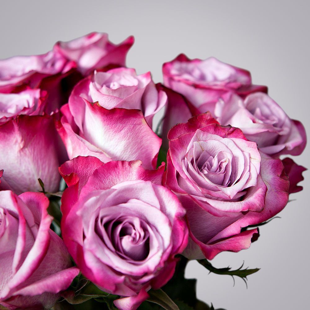 монобукет из 11 роз "deep purple" под ленту 