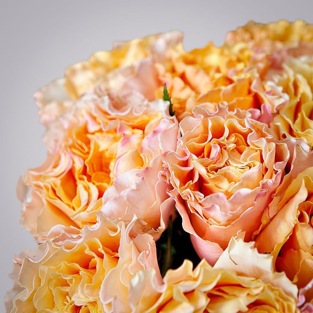 монобукет 9 пионовидных роз "campanella" под ленту 