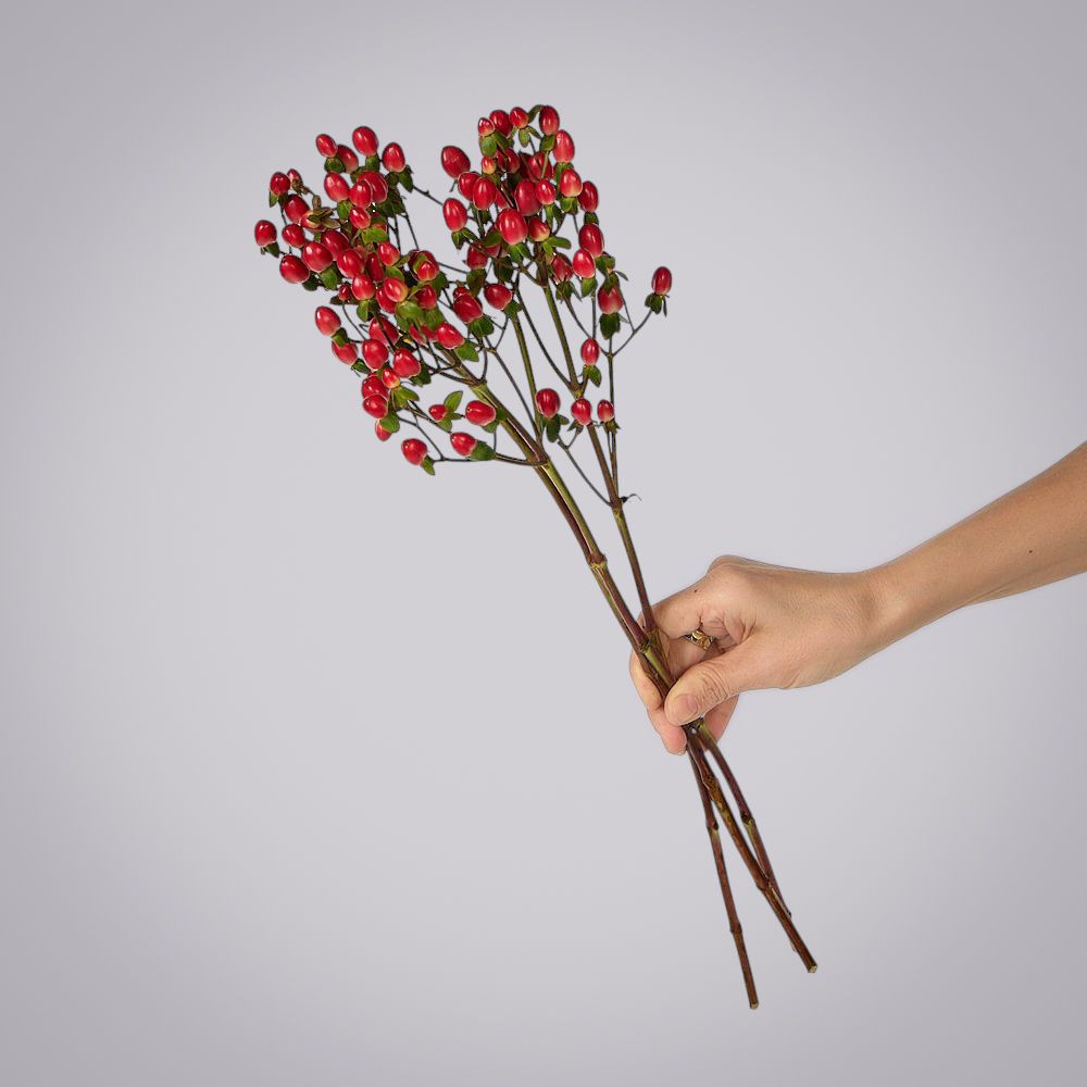 гиперикум красный 3ст 