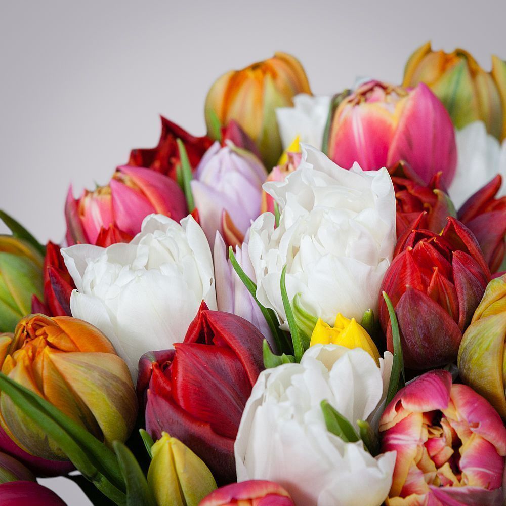 монобукет из 35 тюльпанов микс 