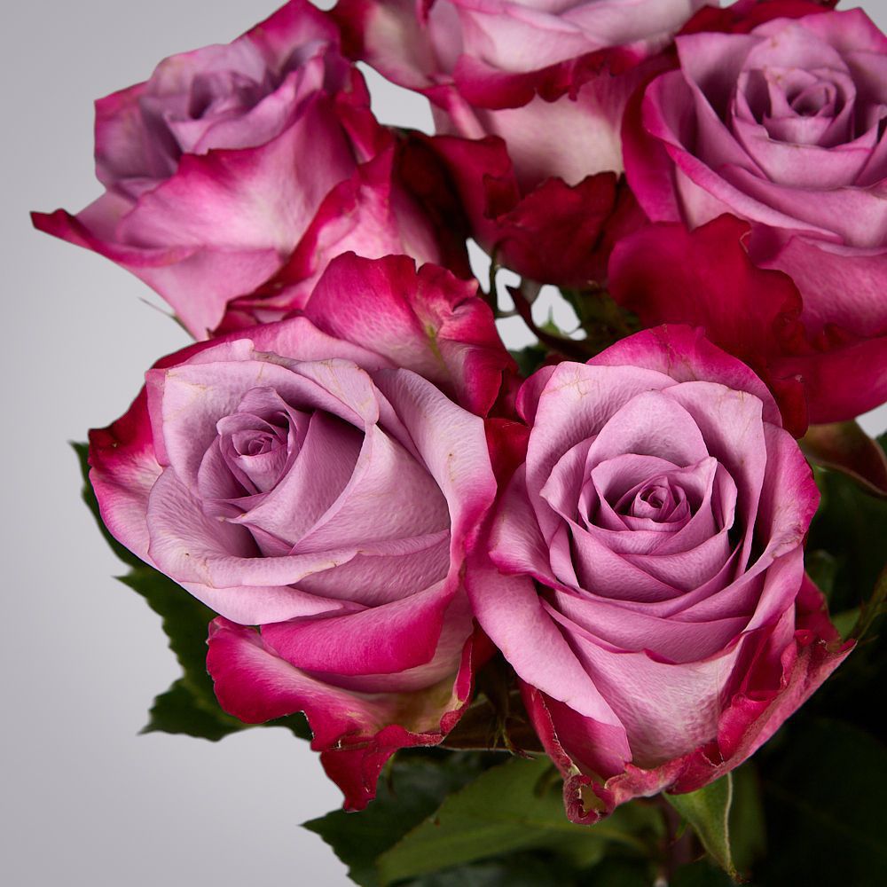 монобукет из 5 роз "deep purple" под ленту 