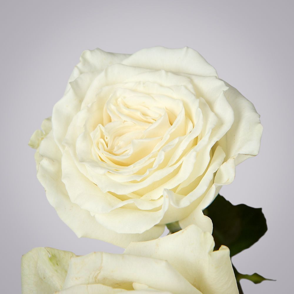 роза playa blanca 3ст 