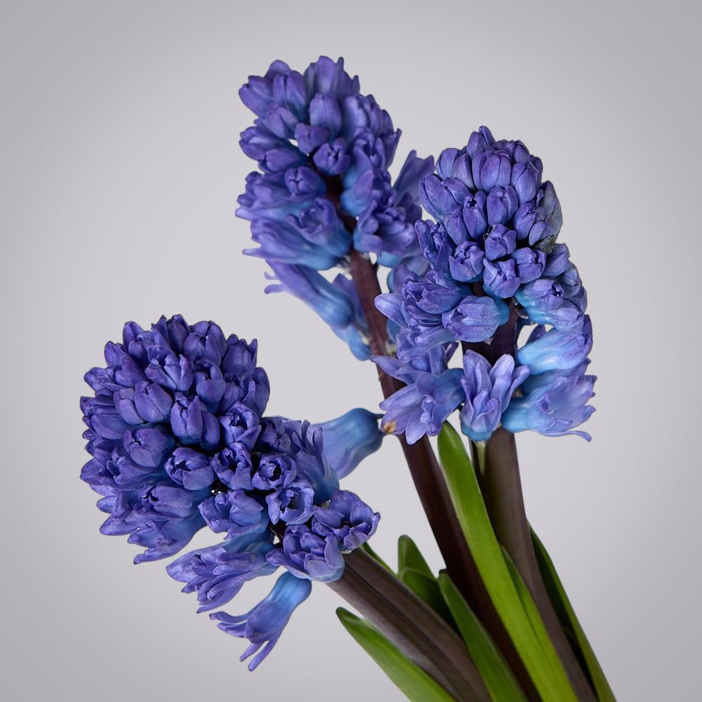 гиацинт синий 3ст 