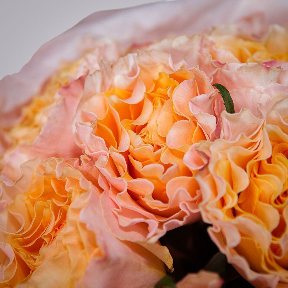 монобукет 9 пионовидных роз "campanella" в упаковке с тишью 