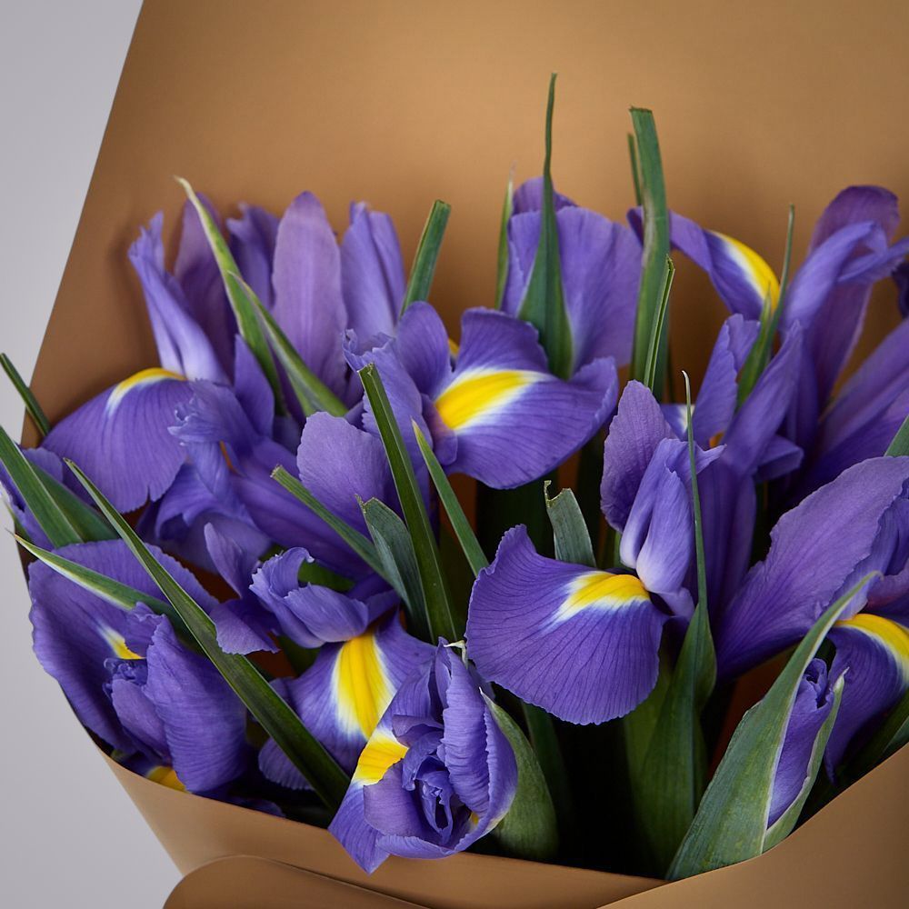 монобукет из 9 синих ирисов в упаковке 