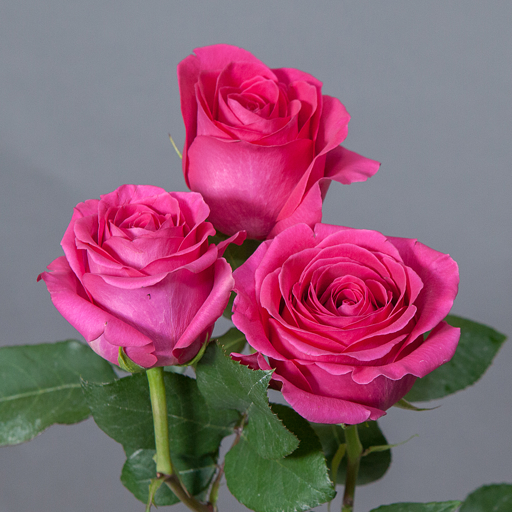 роза pink floyd 3ст 