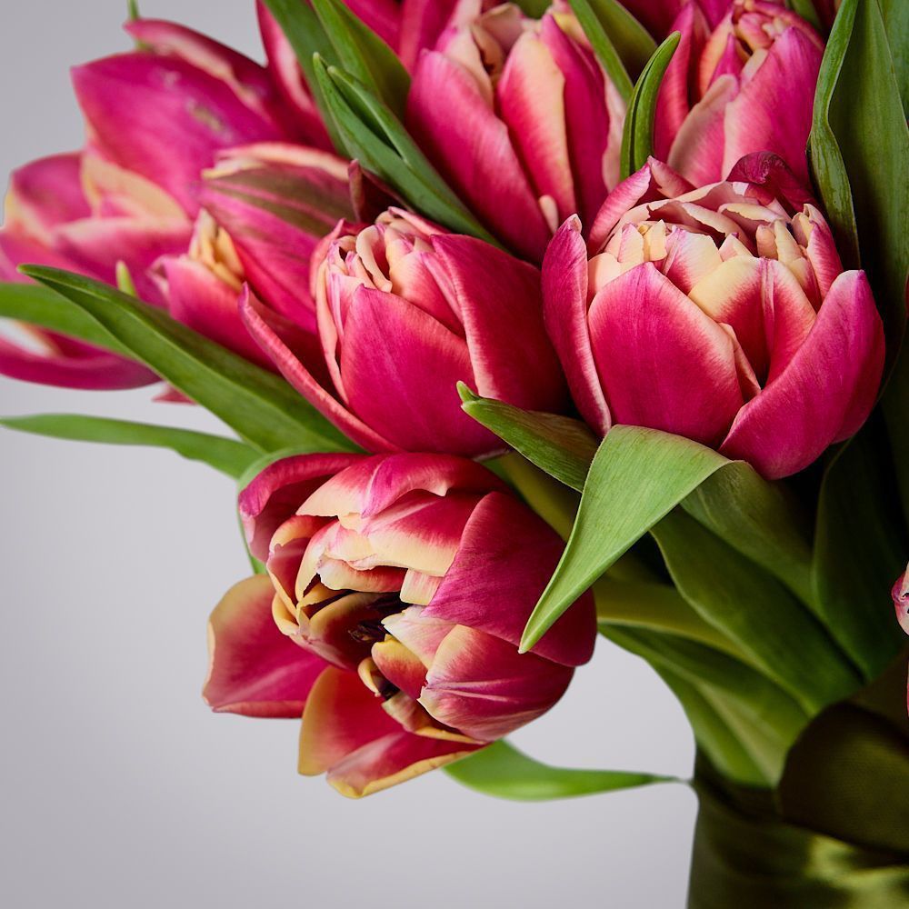 монобукет 51 тюльпан “каламбус” под ленту 