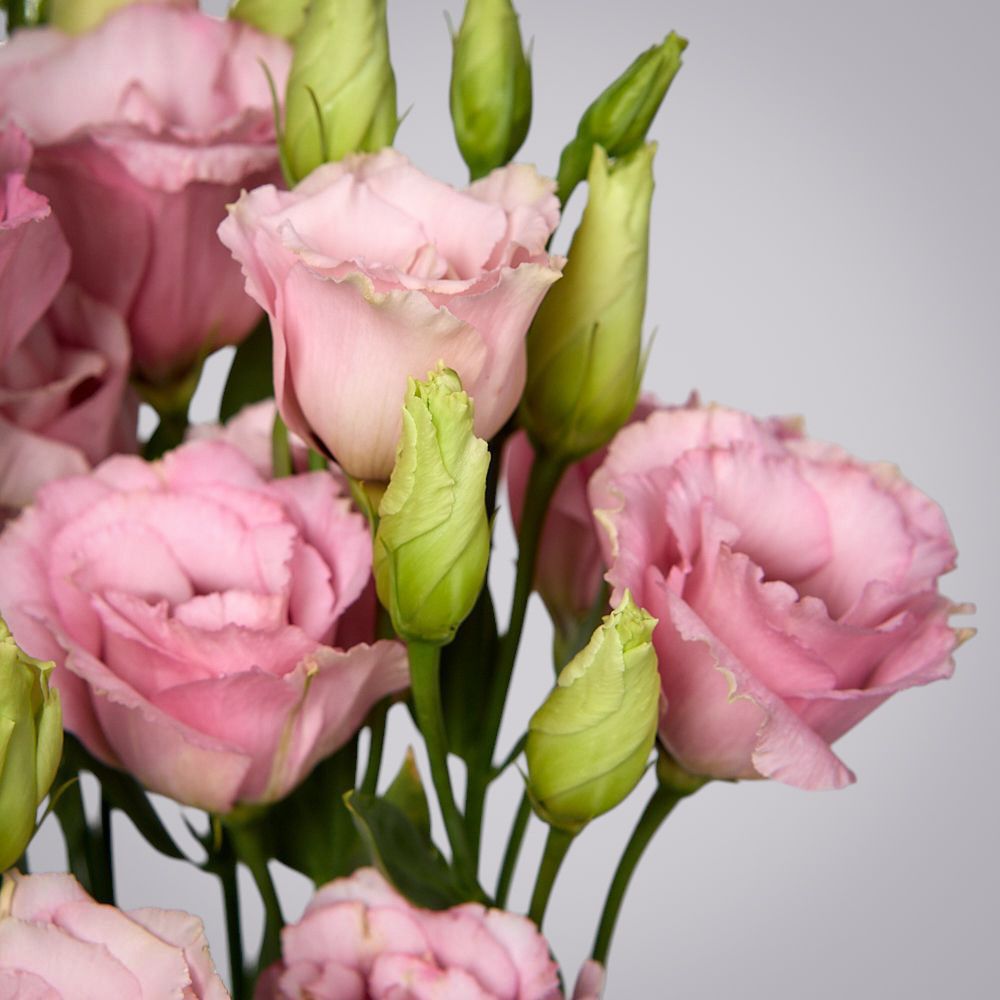 монобукет из 5 розовых лизиантусов под ленту 