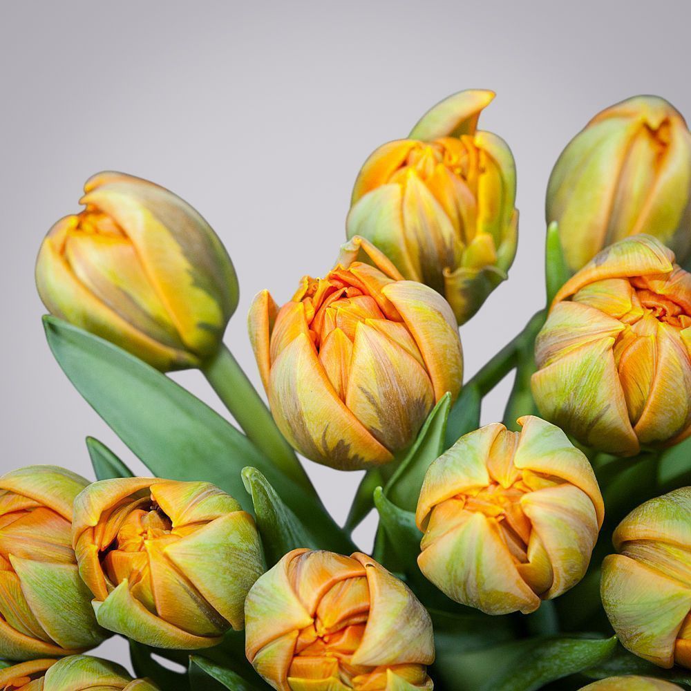 монобукет из 15 оранжевых тюльпанов под ленту 