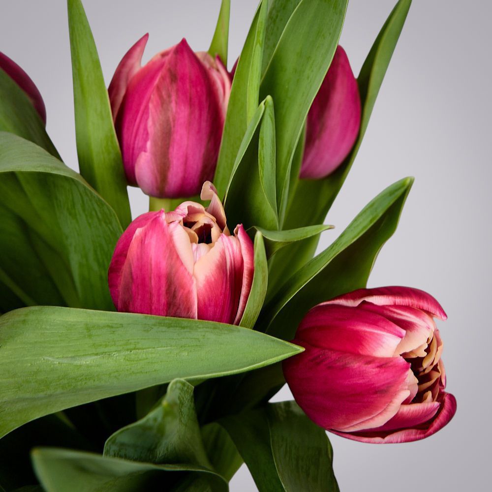 монобукет из 11 тюльпанов "каламбус" в упаковке 