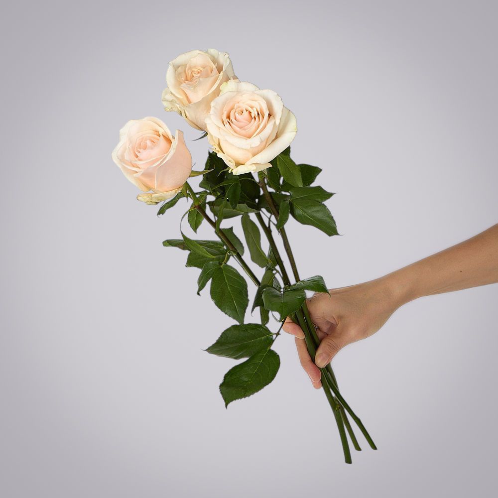 роза favourite 3ст 