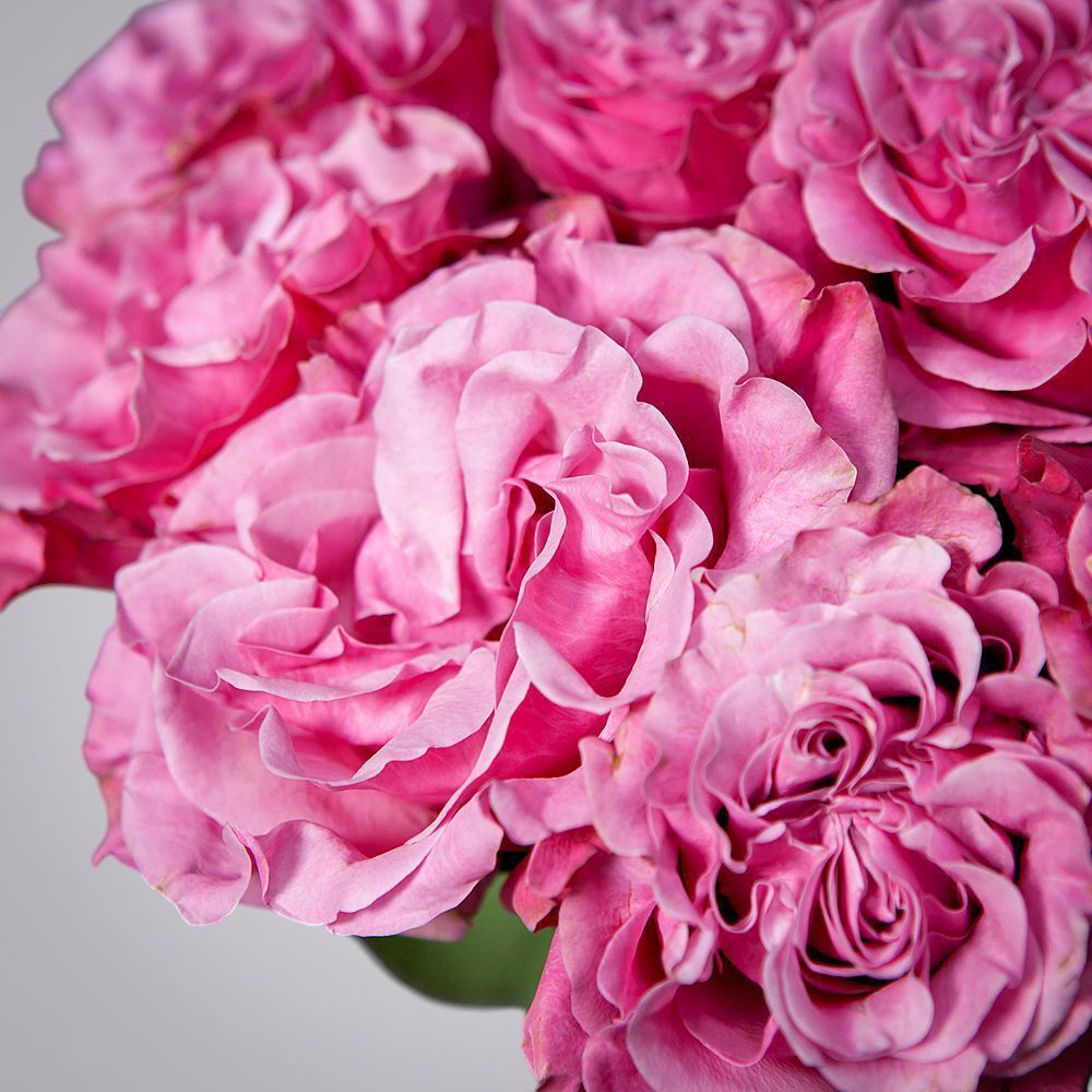 монобукет 11 пионовидных роз "country blues" под ленту 