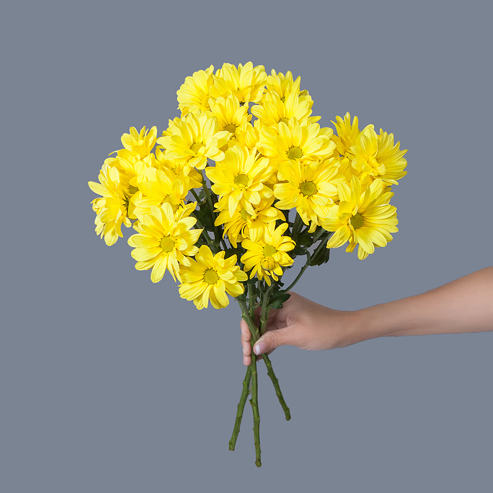 хризантема кустовая желтая 3ст 