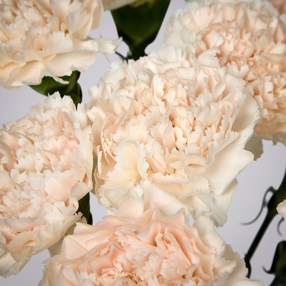 монобукет из 9 кремовых гвоздик под ленту 