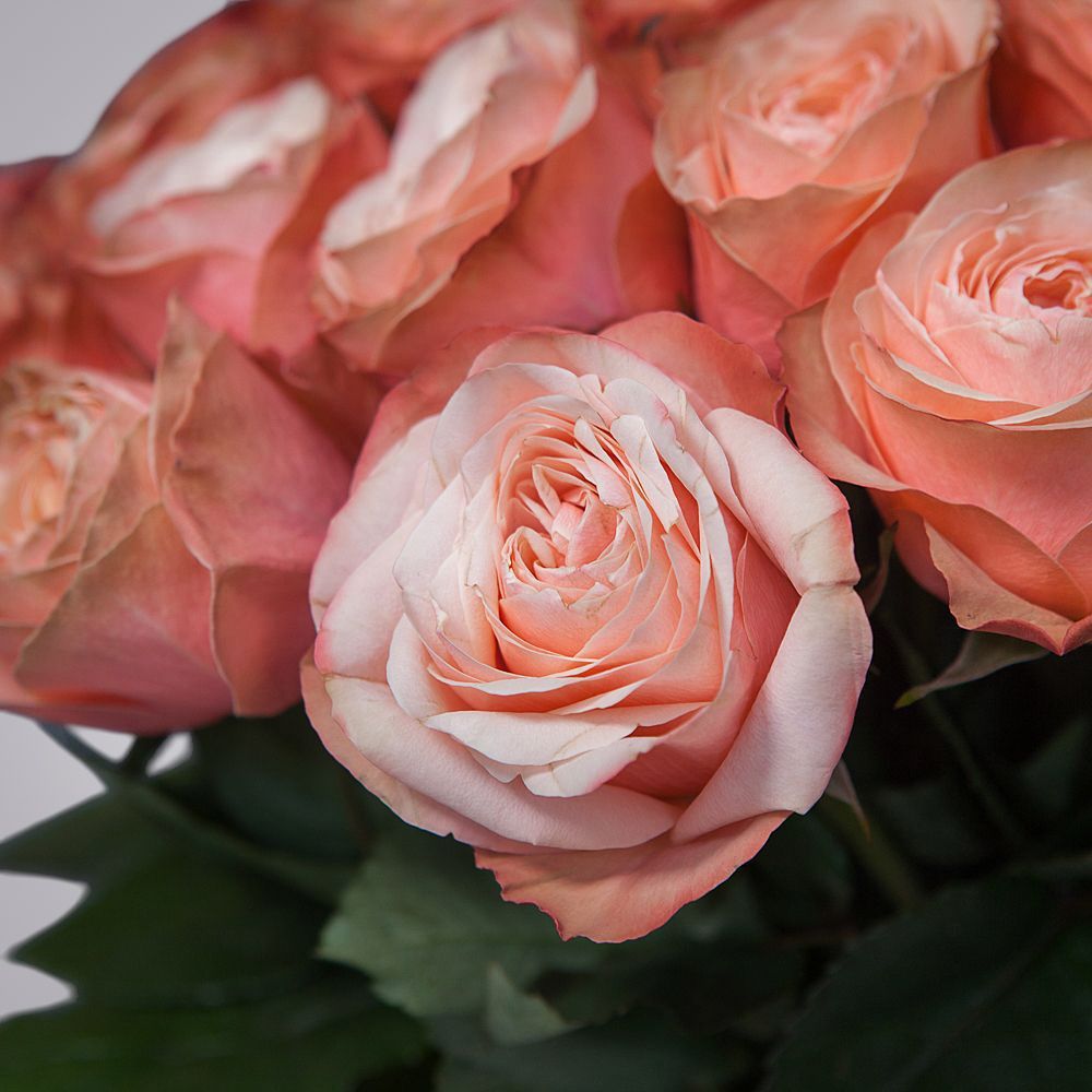 монобукет из 51 пионовидной розы «kahala» под ленту 