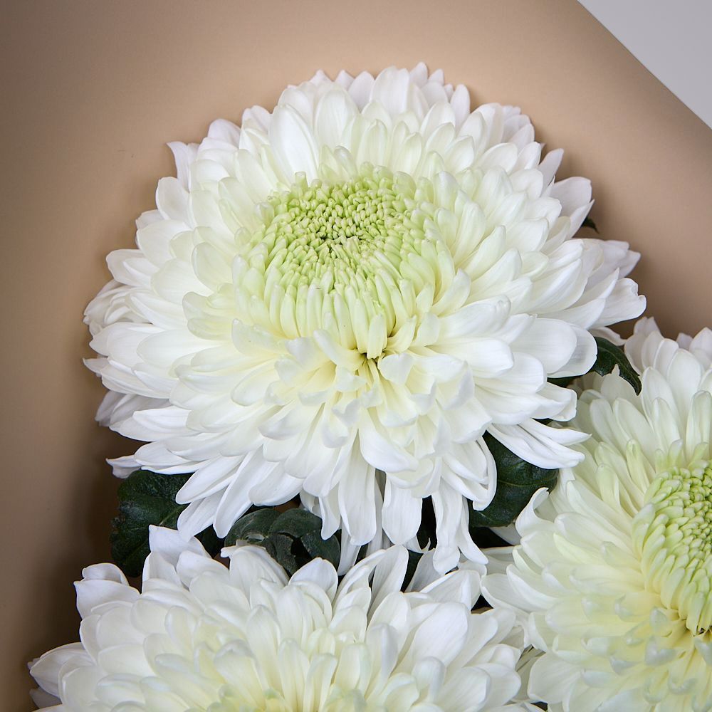 монобукет из 3 белых хризантем magnum в упаковке 