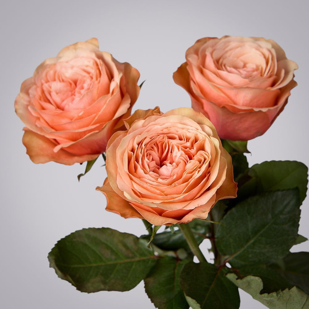 роза kahala 3ст 