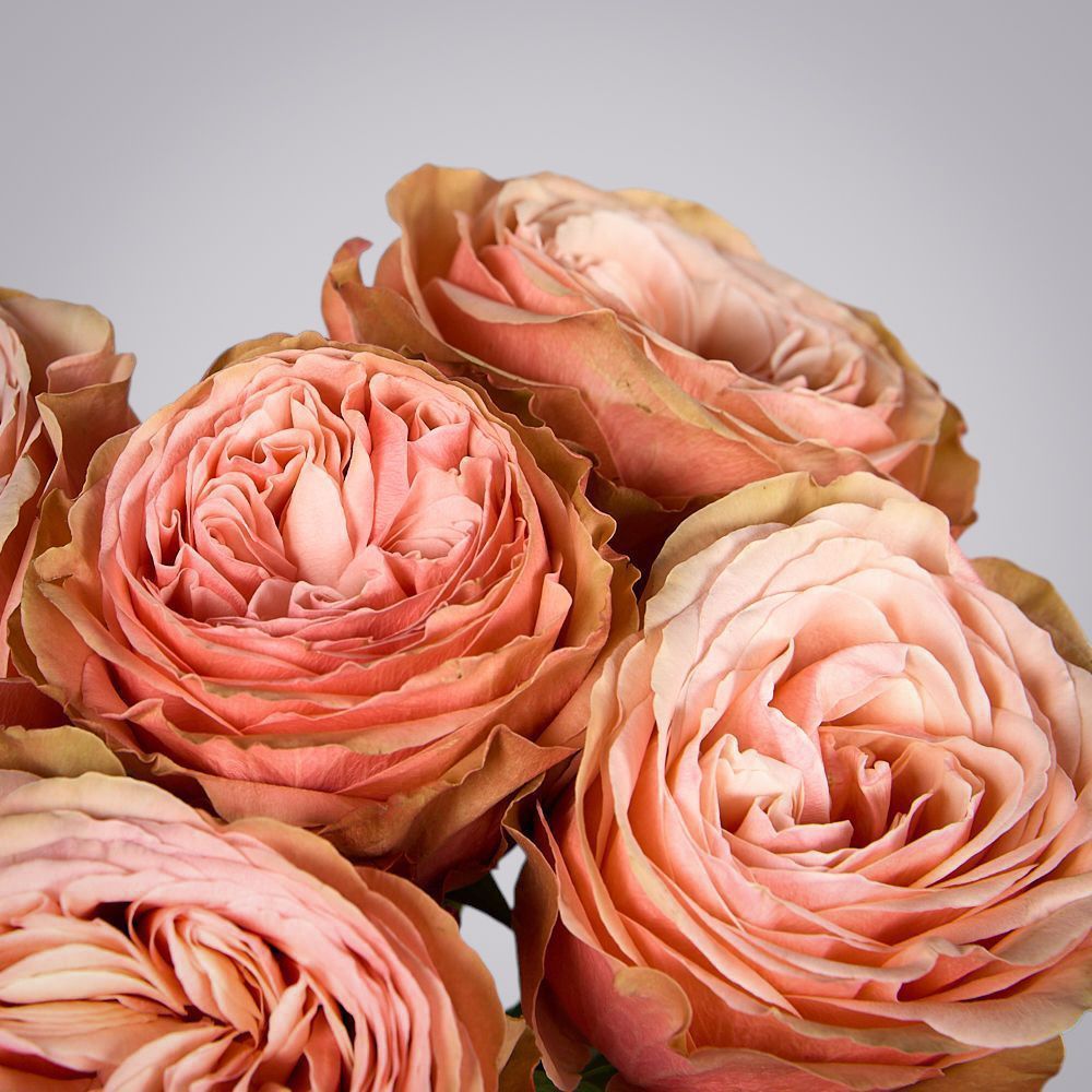 монобукет из 5 пионовидных роз "kahala" под ленту  