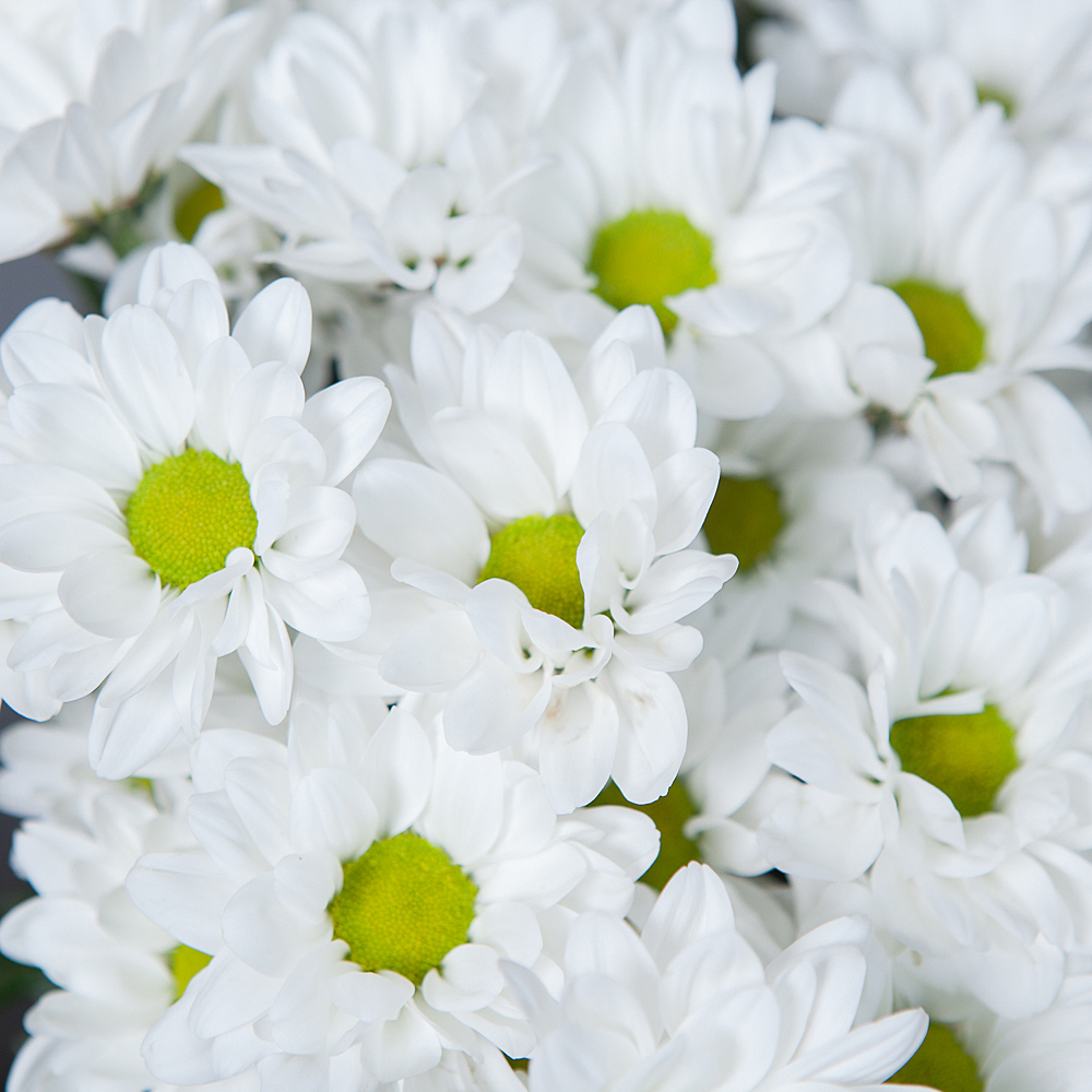 монобукет из 9 белых кустовых хризантем 