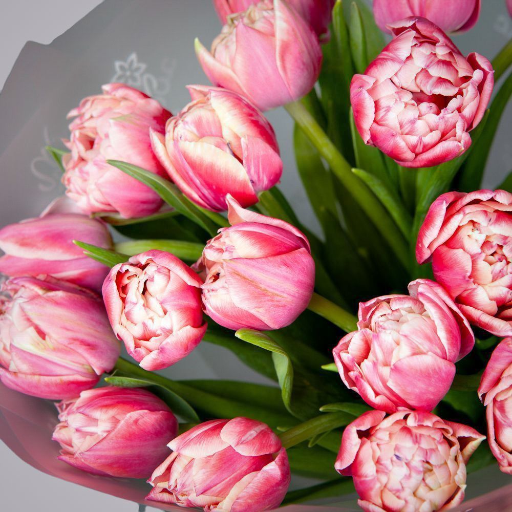 монобукет из 17 розовых тюльпанов в упаковке 