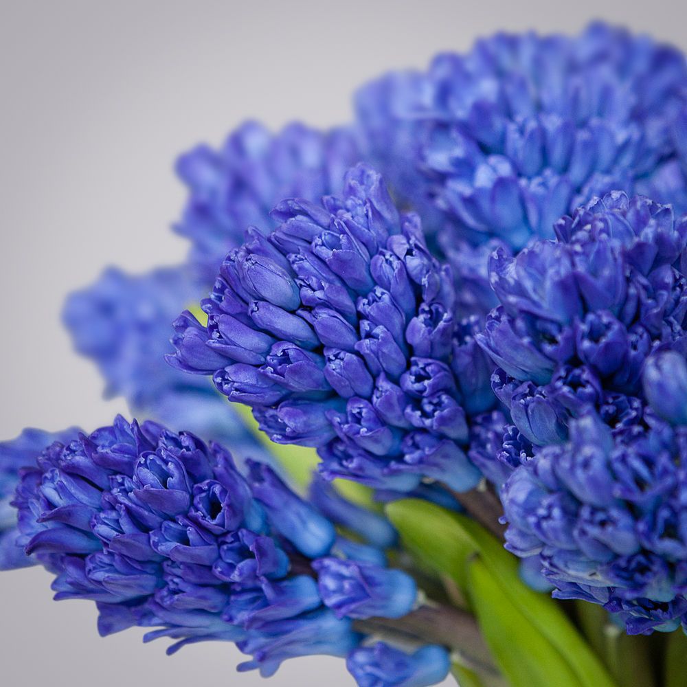 монобукет синие гиацинты 25 шт под ленту 