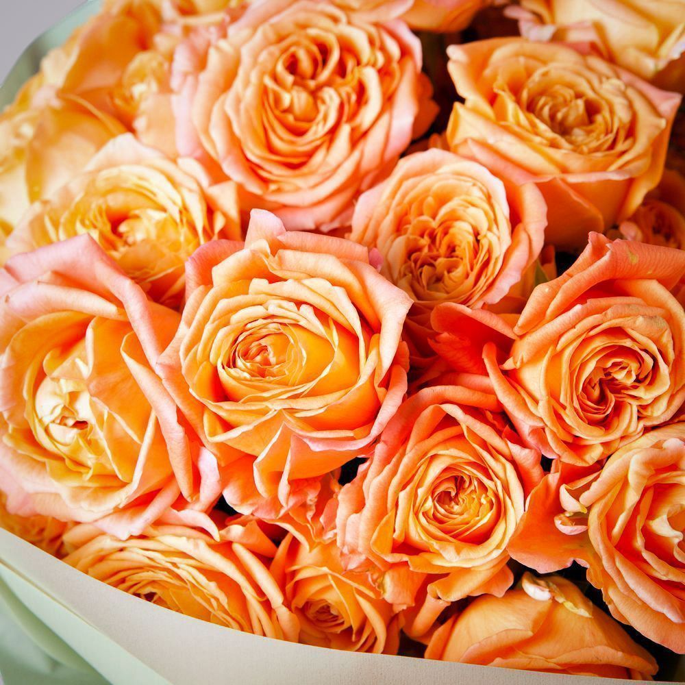 монобукет 11 кустовых роз "apricot lace" в упаковке  монобукет 11 кустовых роз "apricot lace" в упаковке