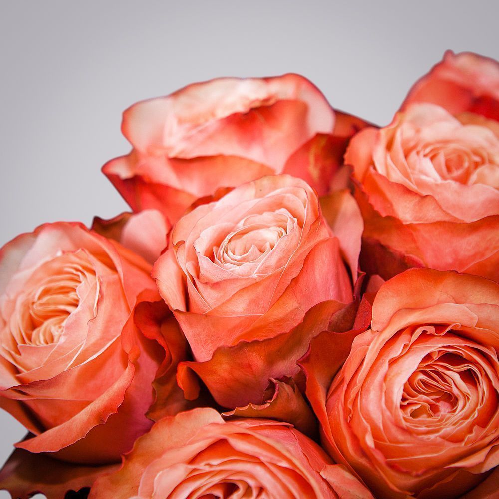 монобукет 9 пионовидных роз "kahala" в упаковке с тишью 