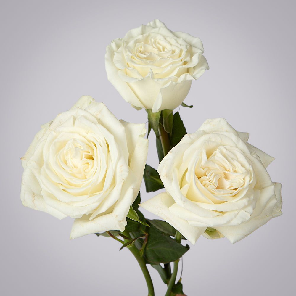 роза playa blanca 3ст 