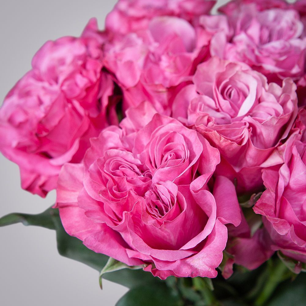 монобукет 9 пионовидных роз "country blues" под ленту 