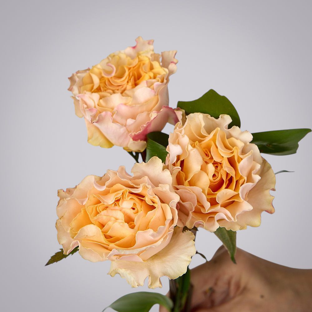 роза campanella 3ст 