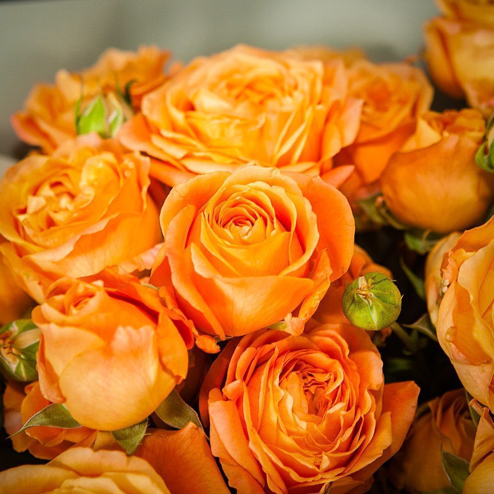 монобукет 9 кустовых роз "apricot lace"  в упаковке 