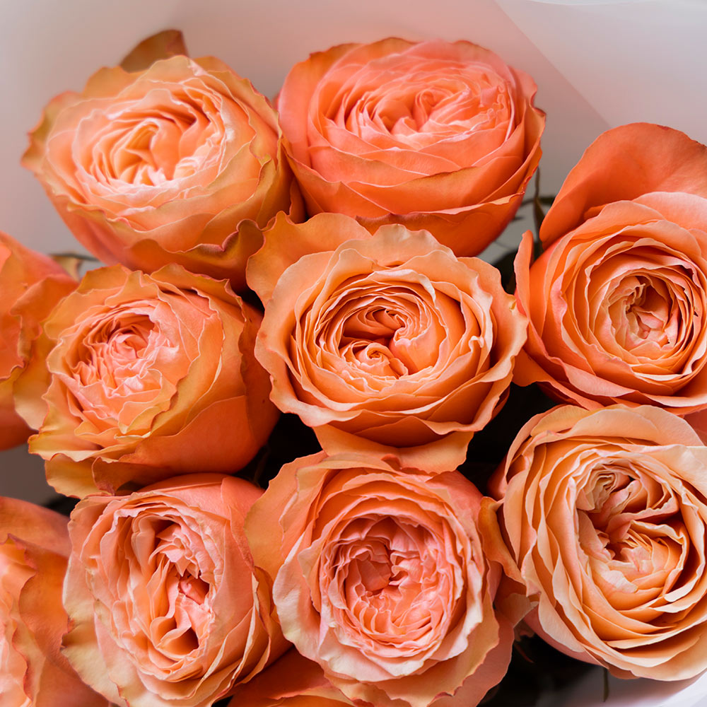 букет из 11 пионовидных персиковых эквадорских роз "кахала" 
