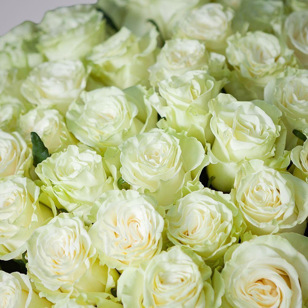 монобукет 101 роза «mondial» под ленту 