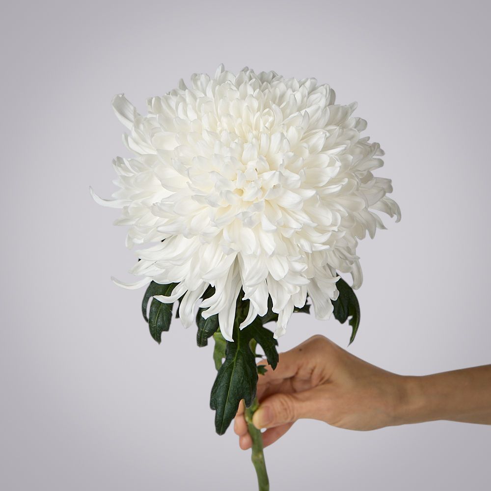 хризантема одноголовая 1ст 