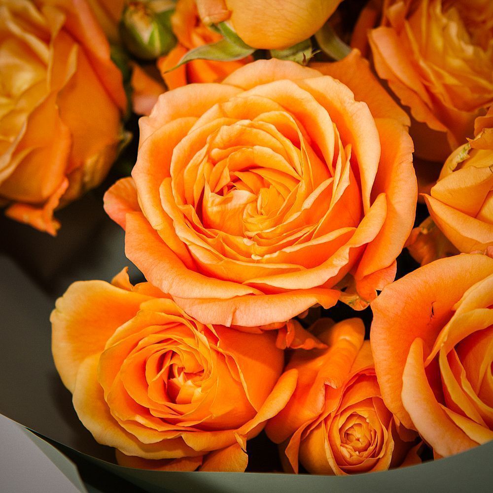 монобукет 9 кустовых роз "apricot lace"  в упаковке 